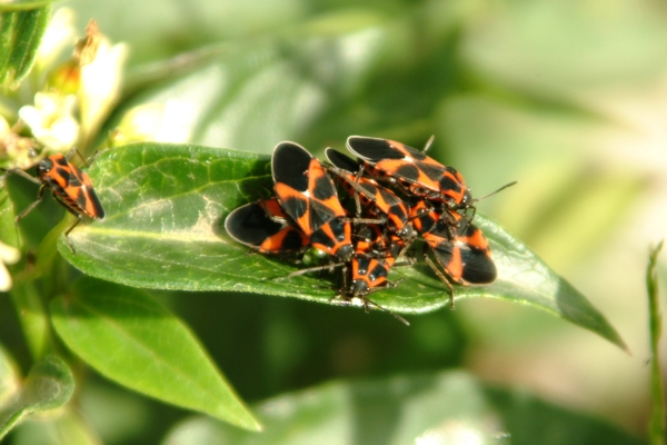 Tropidothorax leucopterus (Heteroptera, Lygaeidae)